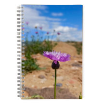 Fleur violette d'Arménie estivale