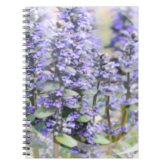 Carnet fleurissant d'Ajuga