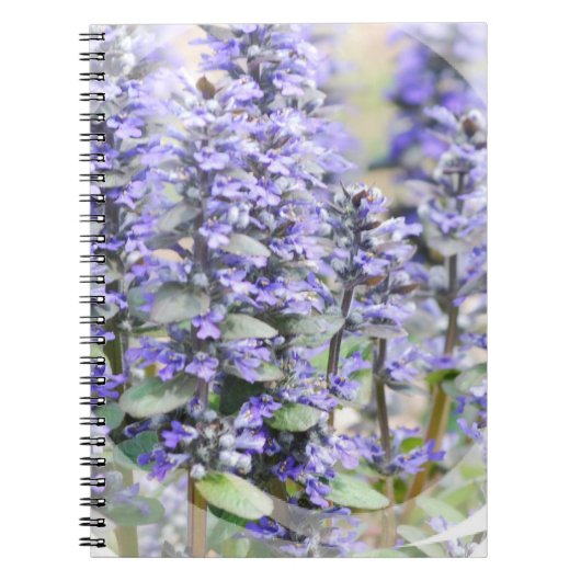 Carnet fleurissant d'Ajuga (Devant)