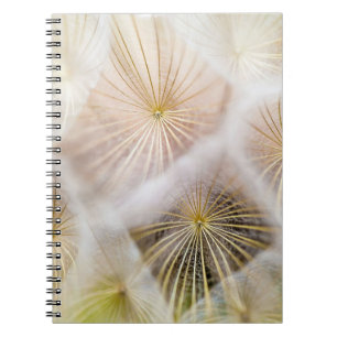 Carnet Fleurs blanches de pissenlit