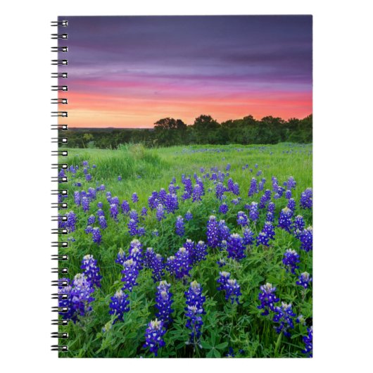 Carnet Fleurs | Bluebonnets à Sunset Texas (Devant)