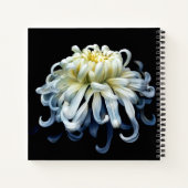 Carnet Fleurs | Chrysanthème blanc (Dos)