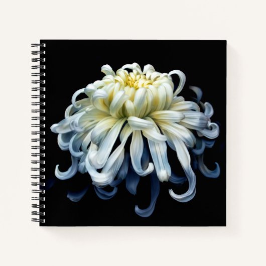 Carnet Fleurs | Chrysanthème blanc (Devant)