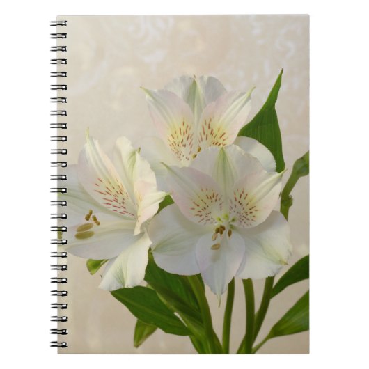 Carnet Fleurs d'Alstromeria Blanche (Devant)