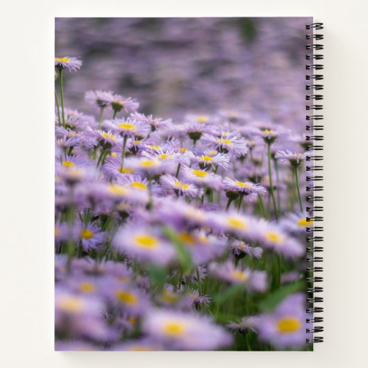 Carnet Fleurs d'aster violet (Dos)