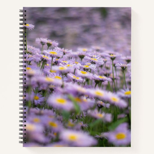 Carnet Fleurs d'aster violet (Devant)
