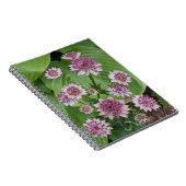 Carnet Fleurs d'Astrantia rose (Côté Droit)