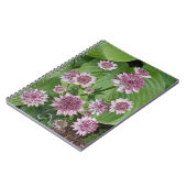 Carnet Fleurs d'Astrantia rose (Côté gauche)