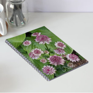 Carnet Fleurs d'Astrantia rose