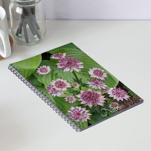 Carnet Fleurs d'Astrantia rose