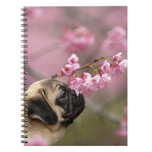 Carnet Fleurs de cerises de carlin (Devant)