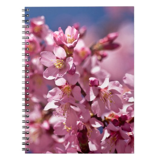 Carnet Fleurs de cerisier Sakura embrassées par la lumièr (Devant)