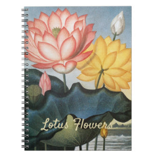 Carnet Fleurs de Lotus Vintage, Le Haricot Égyptien Sacré