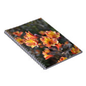 Carnet Fleurs de Lys péruviennes à RHS Garden Wisley (Côté Droit)