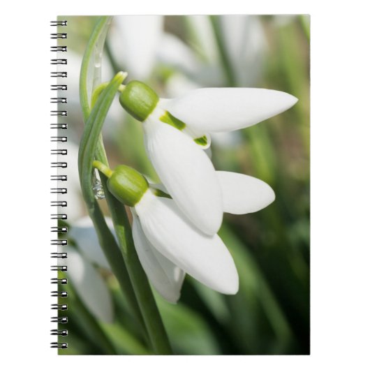 Carnet Fleurs de neige (Devant)