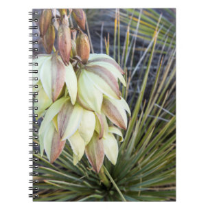Carnet Fleurs de Yucca elata sur le cours supérieur du Mi