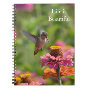 Carnet Fleurs de Zinnia Rose Colibri (photo par moi)