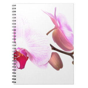 Carnet Fleurs d'orchidées aziza