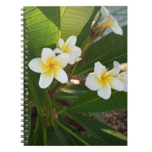 Carnet Fleurs Frangipani parfumées