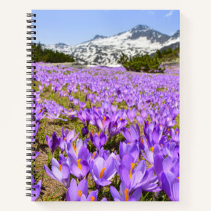 Carnet Fleurs Parc de montagne de Crocus Pirin Bulgarie