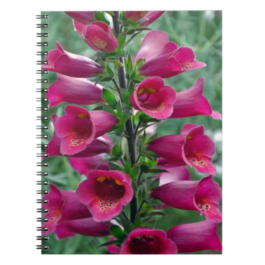 Carnet Fleurs roses de renard (Devant)