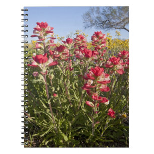Carnet Fleurs sauvages au bord de la route au Texas, prin