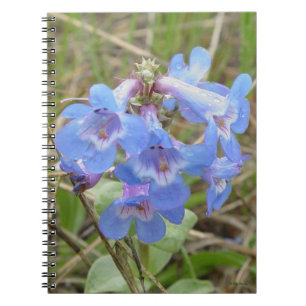 Carnet Fleurs sauvages bleues F3 Beardtongue bleu élancé