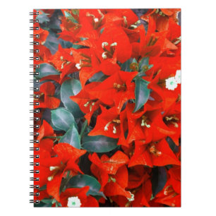 Carnet Fleurs vibrantes de bougainvillée rouge