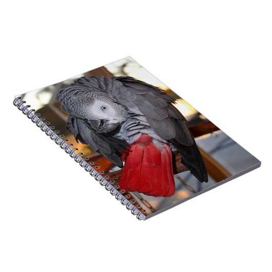 Carnet Flexible Congo perroquet gris africain avec queue  (Côté Droit)