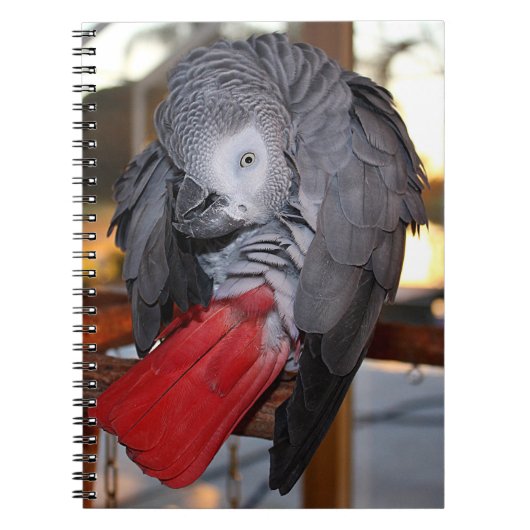 Carnet Flexible Congo perroquet gris africain avec queue  (Devant)