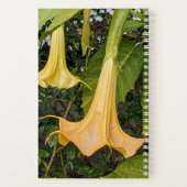 Carnet Floral Brugmansia jaune (Verso)