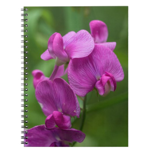 Carnet floral de fleurs sauvages de rose de pois (Devant)