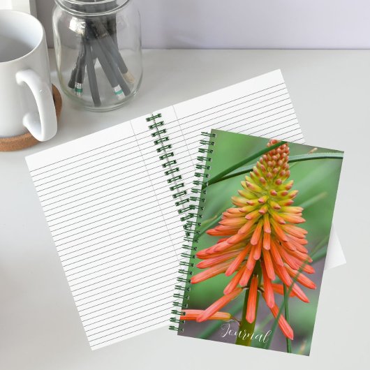 Carnet Floral de la floraison de la kniphofia orange