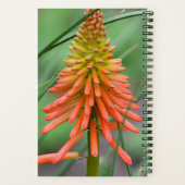 Carnet Floral de la floraison de la kniphofia orange (Verso)