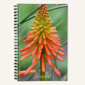 Carnet Floral de la floraison de la kniphofia orange (Recto)