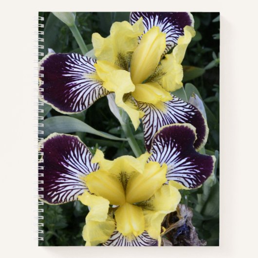 Carnet Floral d'Irises pourpre et jaune sans fil (Devant)