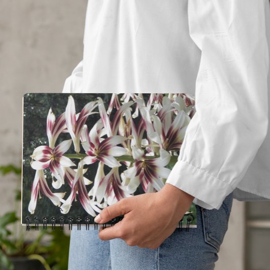 Carnet floral géant de Lilies himalayennes