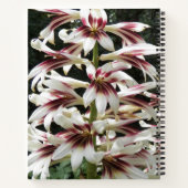 Carnet floral géant de Lilies himalayennes (Dos)