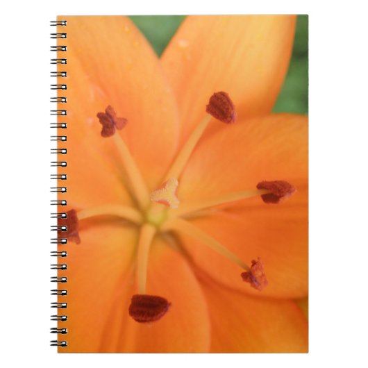 Carnet Floral Lily orange (Devant)