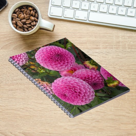 Carnet Flore de boule rose Dahlias