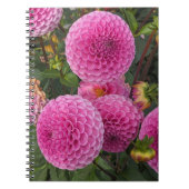 Carnet Flore de boule rose Dahlias (Devant)