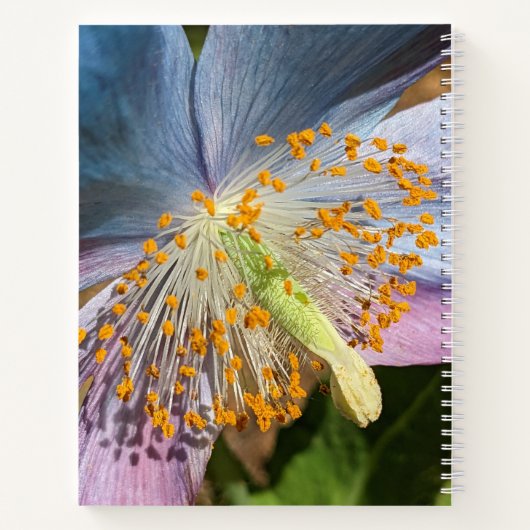 Carnet Flore de fleurs de crapaud bleu (Dos)
