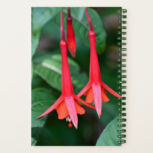 Carnet Flore mince rouge Fuchsia (Verso)