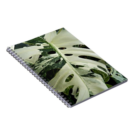 Carnet Flore Plante de Monstera variable (Côté Droit)