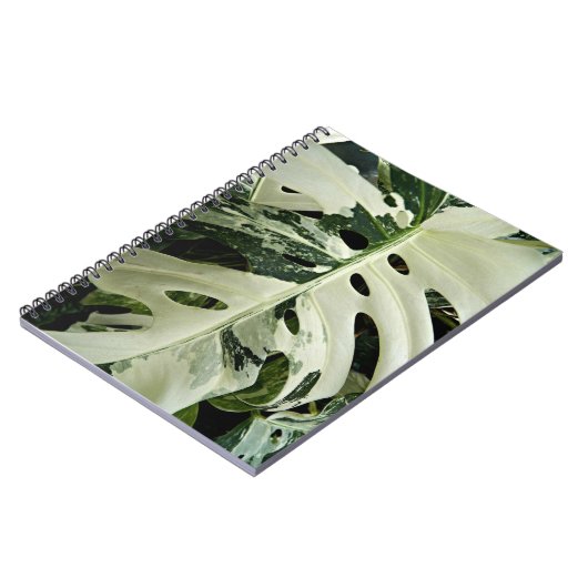 Carnet Flore Plante de Monstera variable (Côté gauche)