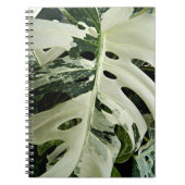 Carnet Flore Plante de Monstera variable (Devant)