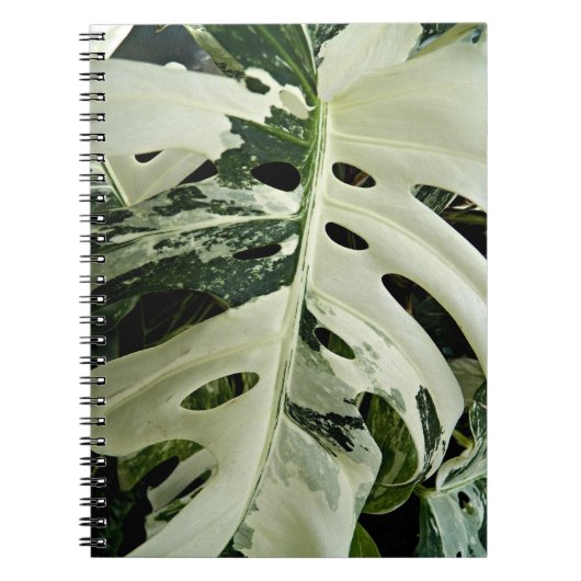 Carnet Flore Plante de Monstera variable (Devant)