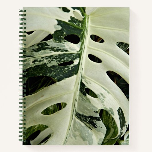 Carnet Flore Plante de Monstera variable (Devant)