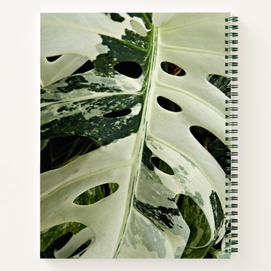 Carnet Flore Plante de Monstera variable (Dos)