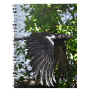 Carnet Flying Raven in Sunlight Wildlife Photo